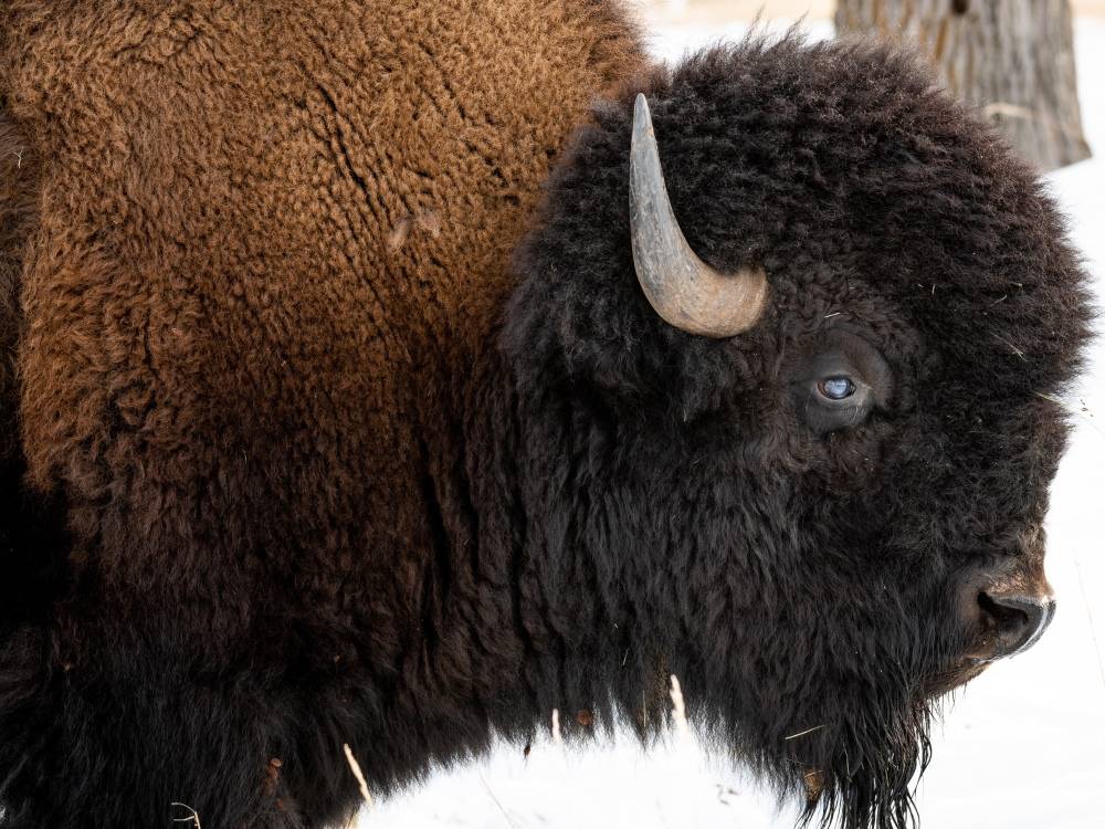 buffalo 