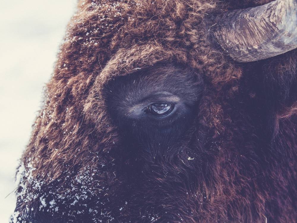 Buffalo